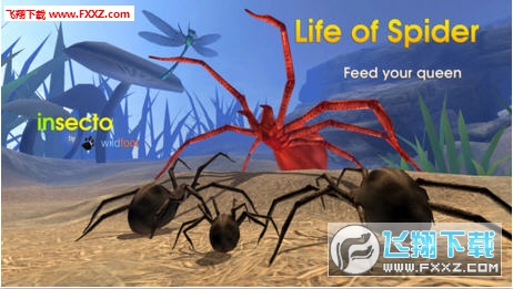 Life of spider֩һ֙C1.0؈D1